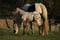 Horse ad
