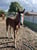 Annuncio cavallo