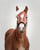 Horse ad