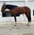 Annuncio cavallo