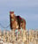 Horse ad