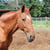 Horse ad