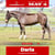 Horse ad