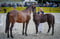 Annuncio cavallo