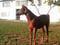 Horse ad