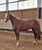 Annonce cheval