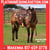 Horse ad