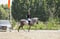Horse ad