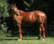 Annuncio cavallo