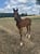 Annuncio cavallo