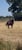 Horse ad