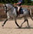 Annuncio cavallo