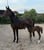 Annuncio cavallo