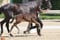 Annuncio cavallo