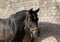 Horse ad