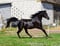 Horse ad