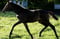 Annonce cheval
