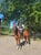 Horse ad