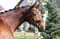 Horse ad