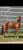 Annonce cheval