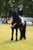 Annonce cheval