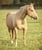 Horse ad