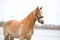 Horse ad
