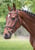 Horse ad
