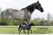 Horse ad