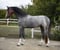 Annuncio cavallo
