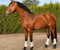 Annuncio cavallo