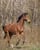 Horse ad
