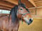 Horse ad