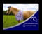 Horse ad