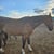 Horse ad