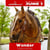 Paardadvertentie