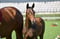 Horse ad