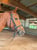 Horse ad