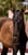 Horse ad