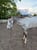 Horse ad