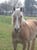 Horse ad