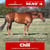 Annuncio cavallo