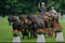 Horse ad