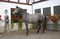 Horse ad