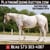 Horse ad