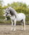 Horse ad