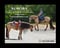 Horse ad