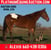 Horse ad