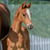 Horse ad