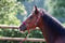 Annuncio cavallo